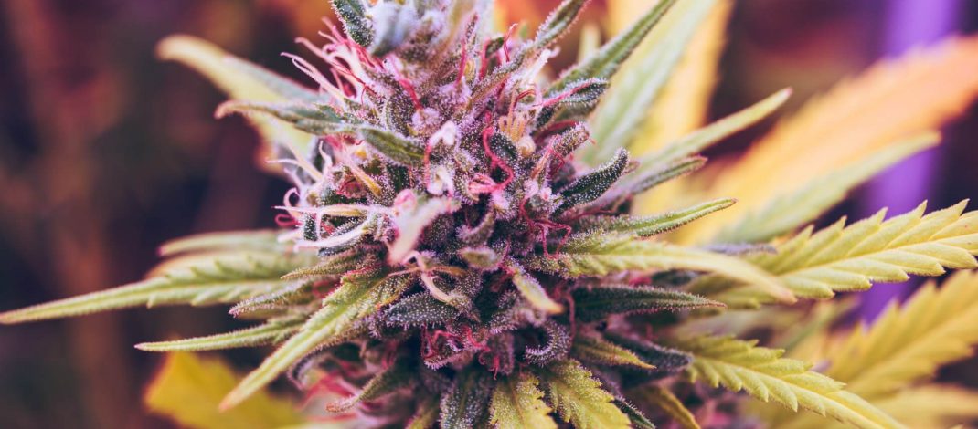 Shop Our CBD Flower for a Delicious and Discreet Way to Consume Hemp