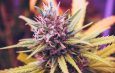Shop Our CBD Flower for a Delicious and Discreet Way to Consume Hemp