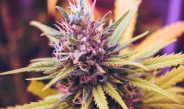 Shop Our CBD Flower for a Delicious and Discreet Way to Consume Hemp
